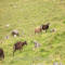 St. Kilda Sheep
